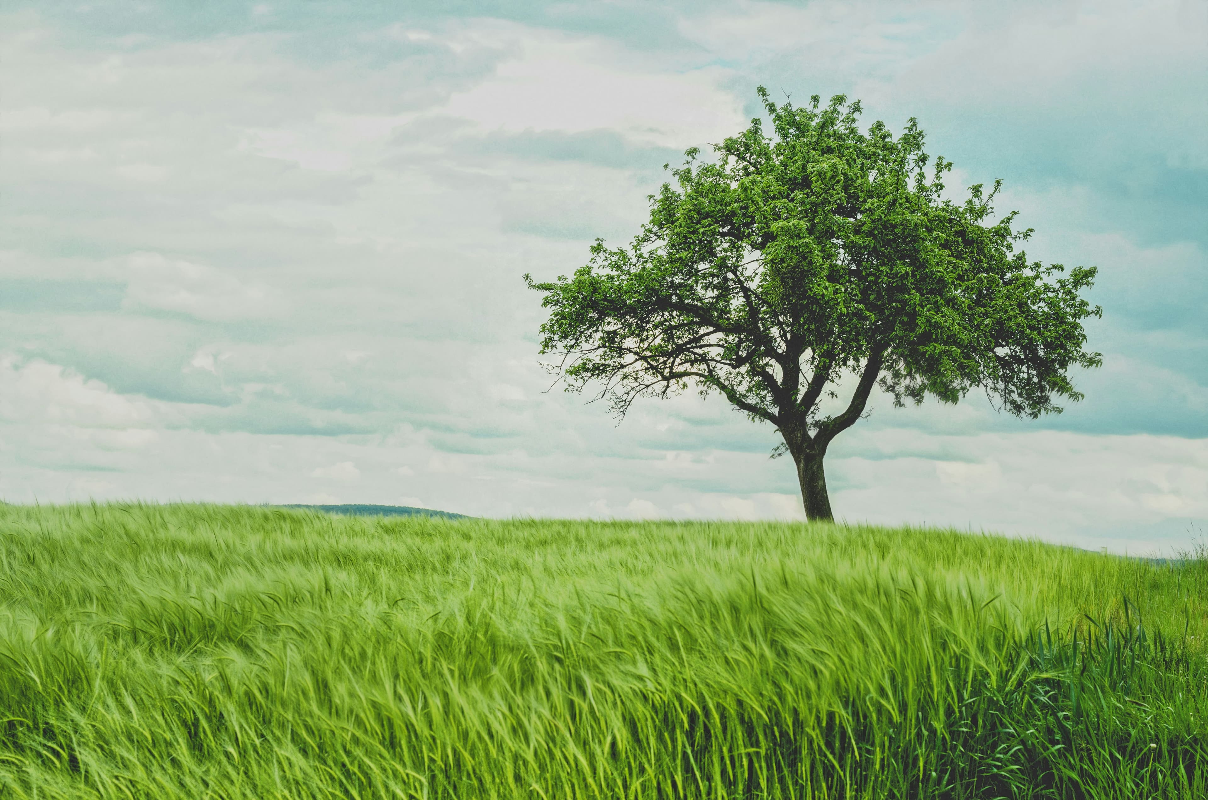 Photograph of a stree growing in a verdant space