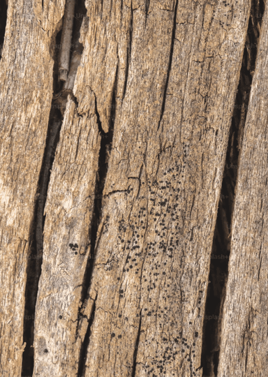 Close-up of rough tree bark texture with visible natural cracks and patterns