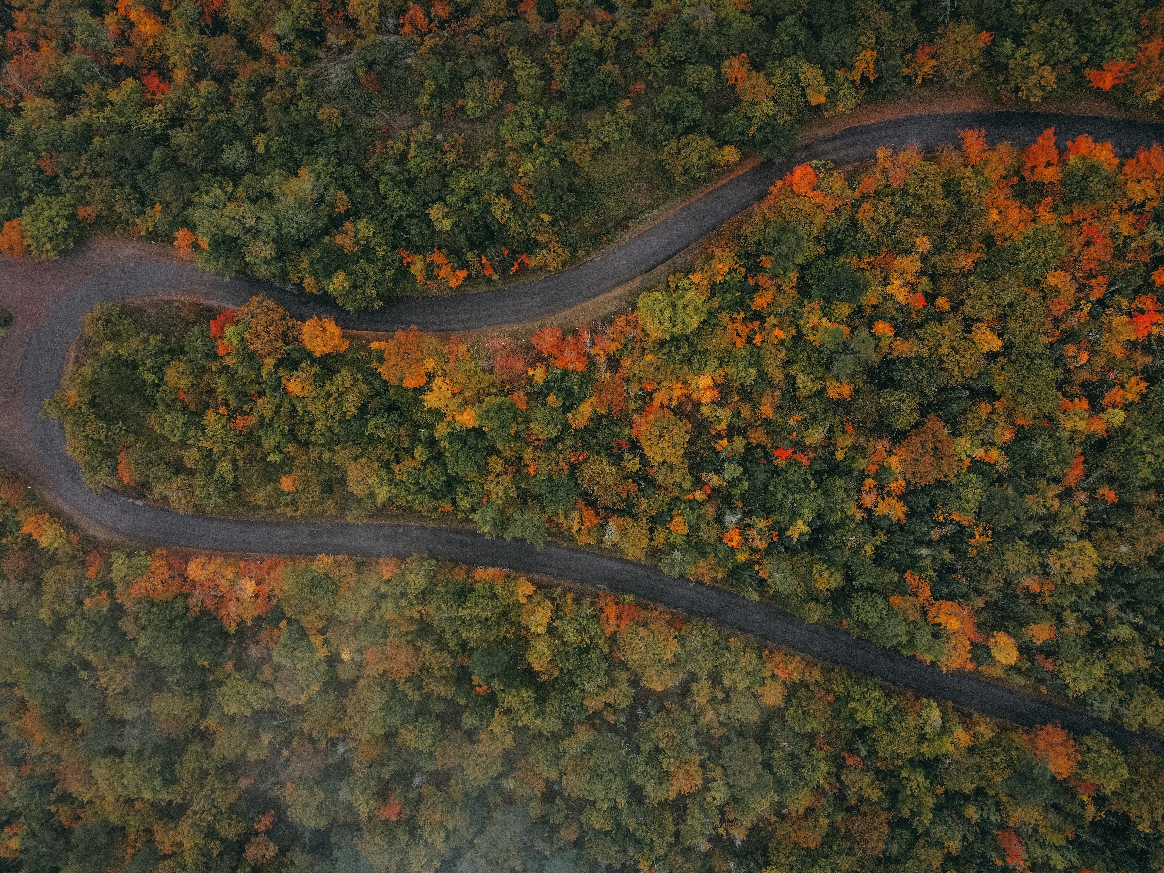 Photograph depicting a road winding through a dense woodland